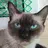 meowskie123